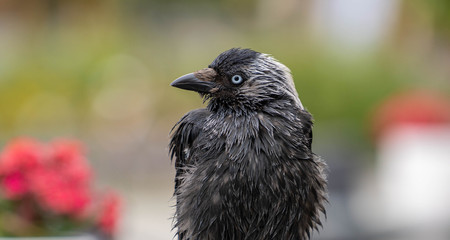 Crow at Lappeenranta harbour view if it's possible to get food stolen from people eating next to restaurants