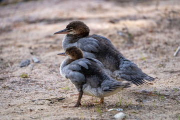 Goosander chicks on beach on sunny day