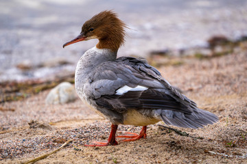 Goosander on beach on sunny day