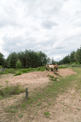 Obraz premium Wildpferde