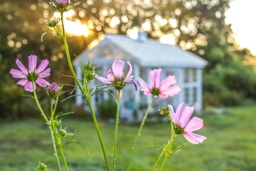 Beautiful Garden Scene with Cosmos Flowers in Foreground, with Bokeh background of White Greenhouse with sunlight dappling selective focus