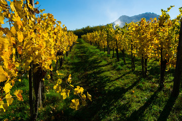 Naklejka premium yellow grape leaves at vineyard