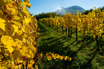 Naklejka premium yellow grape leaves at vineyard,