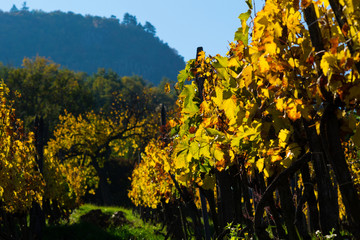 yellow grape leaves at vineyard,