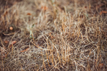 Tall dry grass bushes in a rural environment on a field – Country side scenery with dead flora from extreme heat