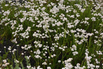 Fototapeta premium Bush of White Flowers