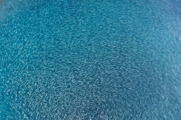 Fish farm in the sea, fenced with round net.