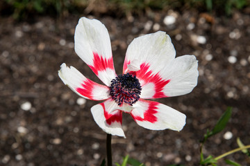 Fleurs du Québec © Melissa