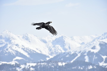 Kolkrabe im Flug mit Fressen