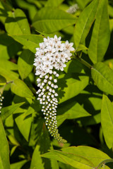 Fleurs du Québec