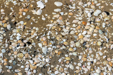 Surface of seashells.