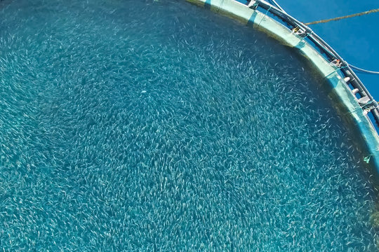 Fish farm in the sea, fenced with round net.