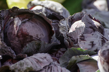 Fototapeta na wymiar cabbage is on the counter in the eastern bazaar. Concept - Vegetable Diet
