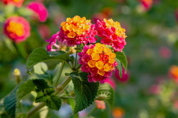 A beautiful flowers of a tropical plant lantana camara. Bright summer floral background. Blossom...