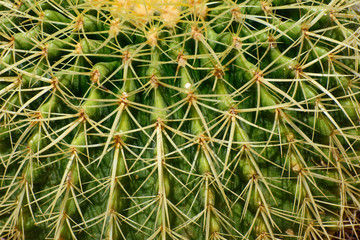 Cactus needles close-up. Concept - annoyed person.