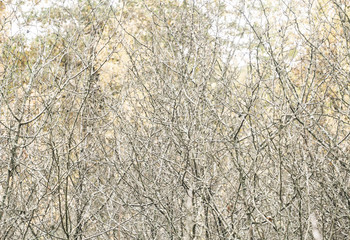 Obraz premium Background is early spring