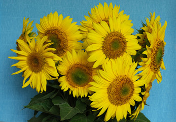 bouquet of sunflowers on a blue background