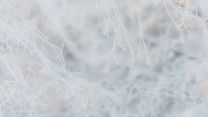 Beauty of winter season concept. Frosty branches of trees. Horisontal color photography.