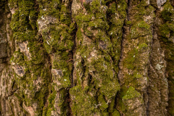 Real texture of tree bark with green moss. Horizontal color flatlay photography.