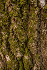 Real texture of tree bark with green moss. Vertcial color flatlay photography.