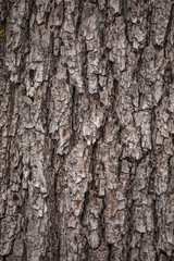 Real texture of tree bark. Vertcial color flatlay photography.