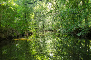 Narrow canal in the Waterloopbos (Hydraulic Forest) national monument near Kraggenburg, The Netherlands, with dense forest on both sides reflecting in the calm water