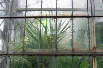 Rain drops on window in the botanical garden