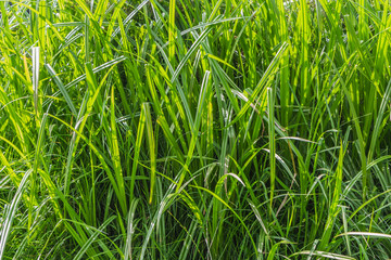 Horizontal texture of green grass reeds by a pond in summer
