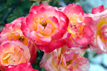 Blushing Pink Roses