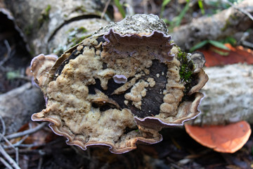mushrooms in forest