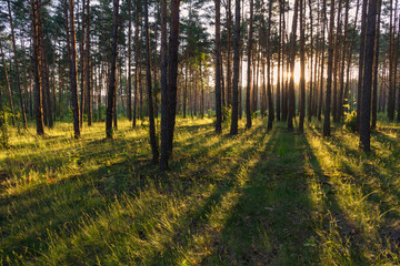 sunrise in a pine forest