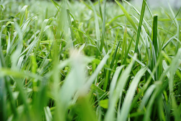 green grass in summer windy weather