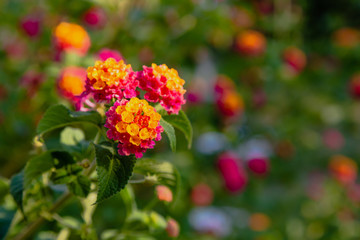 A beautiful flowers of a tropical plant lantana camara. Bright summer floral background. Blossom Lantana camara.