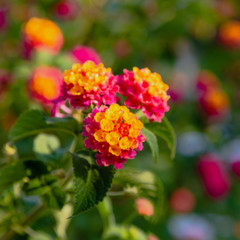 A beautiful flowers of a tropical plant lantana camara. Bright summer floral background. Blossom Lantana camara.