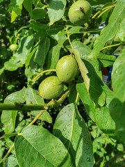 Grüne unreife Walnüsse am Walnussbaum