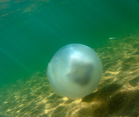 Obraz na płótnie Canvas Large marine jellyfish, in a natural habitat
