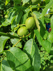 Grüne unreife Walnüsse am Walnussbaum