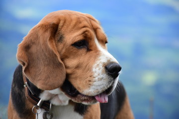 Beagle Hund