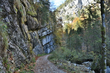 Waldweg im Herbst