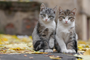two small grey kitten with white paws sitting on the pavement in autumn with the yellow leaves