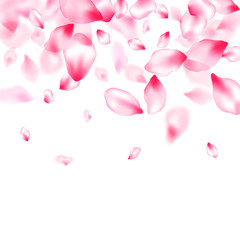 Pink cherry blossom petals isolated
