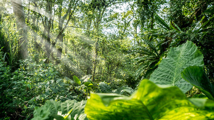 Fototapeta na wymiar Beautiful mountain forest scenery at with sun rays breaks through the trees.