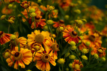 Blooming garden flowers