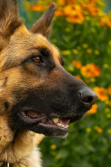 German shepherd portrait