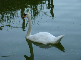 Fototapeta premium Beautiful Swan