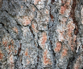 pine bark