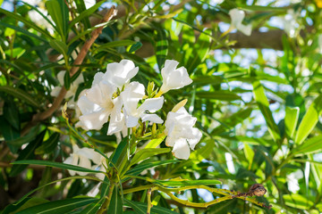 Obraz na płótnie Canvas White oleander flowers.