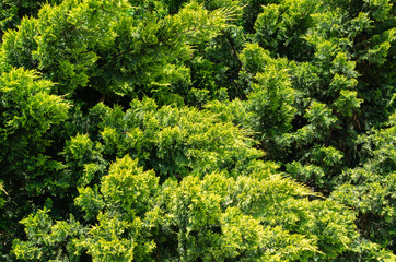 Naklejka premium Lush vibrant yellow-green foliage of branches cupressocyparis Leylandii. Spring or summer fresh wallpaper and nature background concept