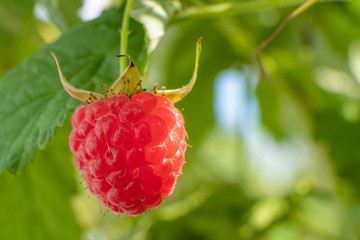 Raspberries on a branch close-up. The concept of harvest, ripening berries, healthy vitamin food. Place for text, macro photo.