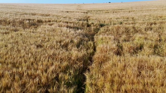 4k Aerial video view from a height, fields with ripe gold-colored wheat